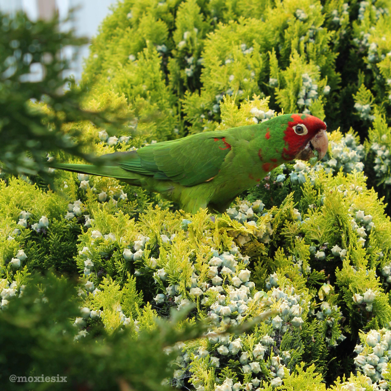 Illustration for article titled Wild Parrots of Telegraph Hill